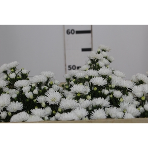 ASTER MARIANA 050 CM