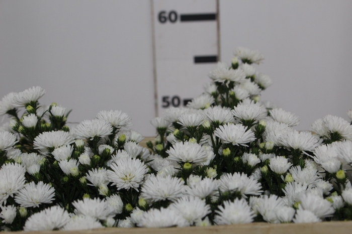 <h4>ASTER MARIANA 050 CM</h4>