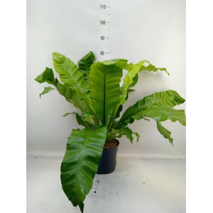 Asplenium nidus