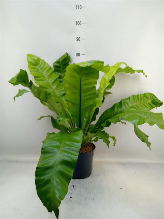 <h4>Asplenium nidus</h4>