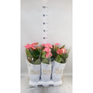 Anthurium andr. 'Sweet Dream'
