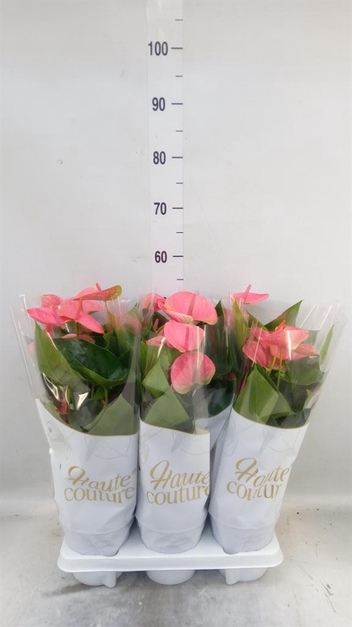 <h4>Anthurium andr. 'Sweet Dream'</h4>