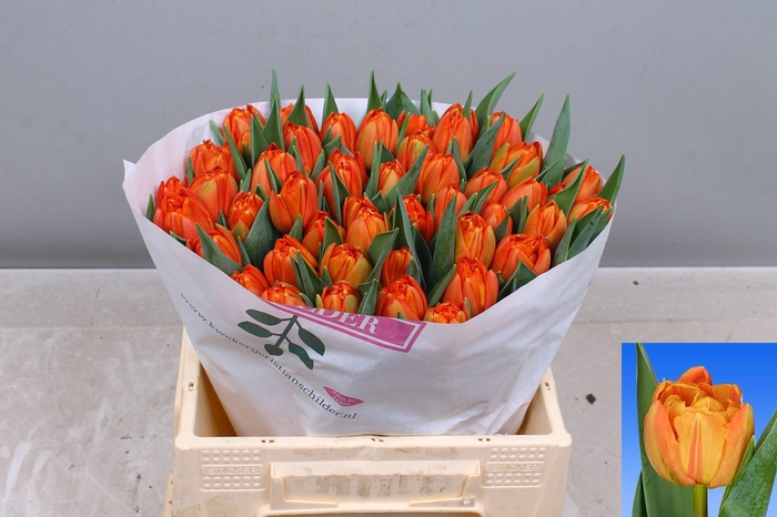 <h4>TU DU LORENZO</h4>