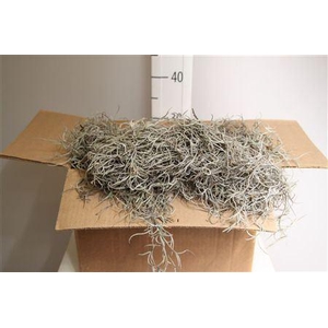 Mos Tillandsia Box Grof