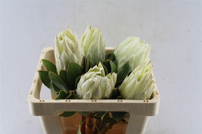 <h4>PROTEA CY AYOBA A IC</h4>
