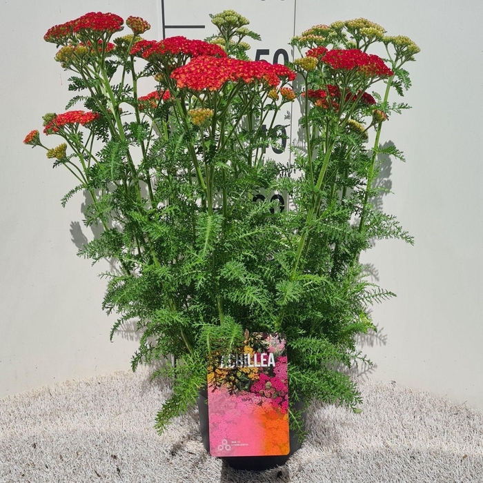 <h4>Achillea Skysail Fire P19</h4>