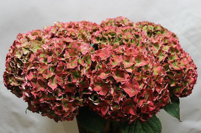 <h4>HYDR M CH RODEO CL</h4>