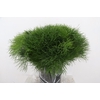 CORALLO PAUCEDANUM 200GR
