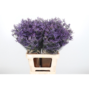 Lim Safora Dark Blue