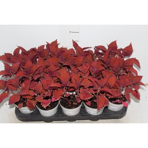 COLEUS CAMPFIRE P12