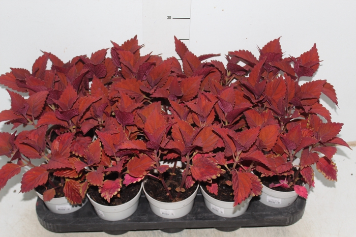 COLEUS CAMPFIRE P12
