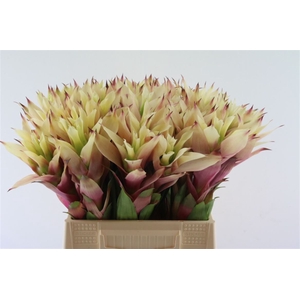 Bromelia Cream