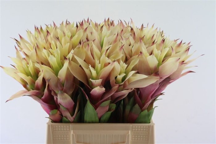 <h4>Bromelia Cream</h4>
