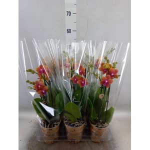 Phalaenopsis multi.   ...orange