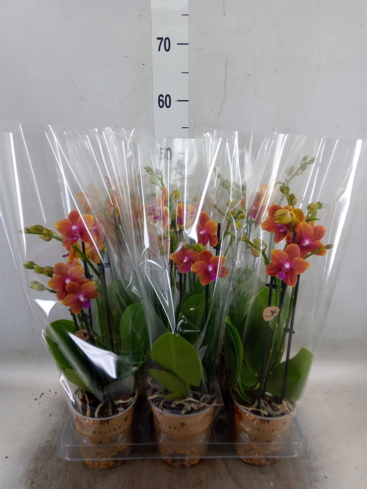 <h4>Phalaenopsis multi.   ...orange</h4>