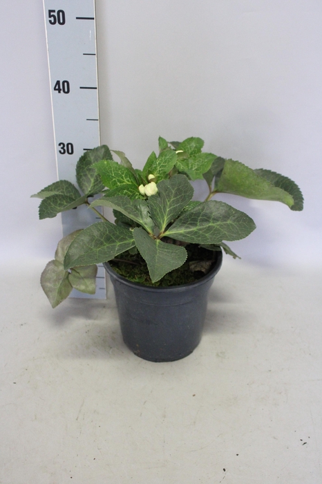 <h4>Helleborus Frostkiss Glenda's Gloss</h4>