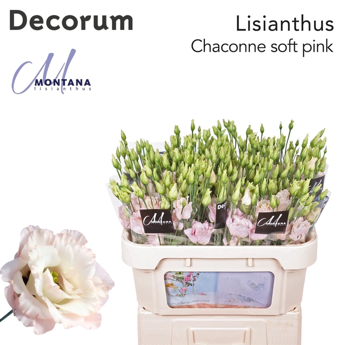 Lisianthus Chaconne soft pink 70cm