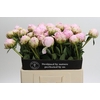 Paeonia Pillow Talk