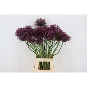 ALLIUM  MIAMI ARTISTIC x30