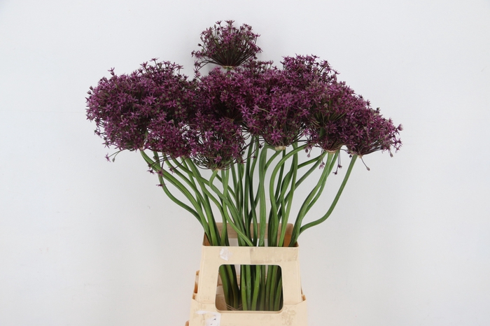 <h4>ALLIUM  MIAMI ARTISTIC x30</h4>