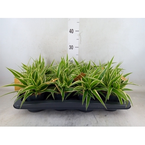 Chlorophytum com. 'Ocean'