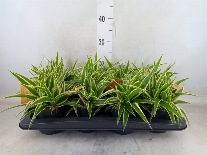 <h4>Chlorophytum com. 'Ocean'</h4>