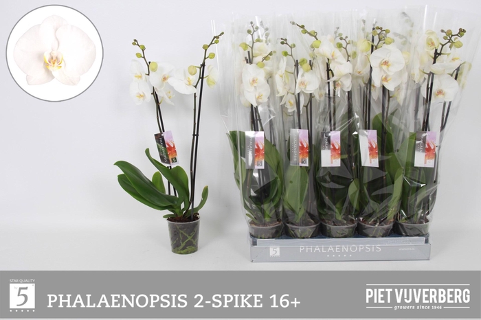 <h4>PHAL OV WIT</h4>