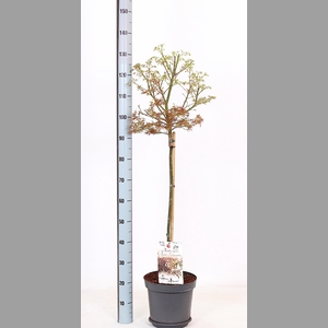 ACER PA JER SCHWARTZ