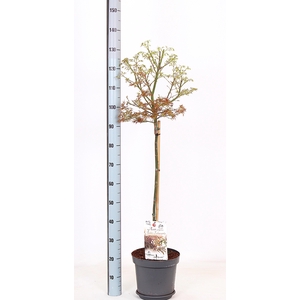 ACER PA JER SCHWARTZ