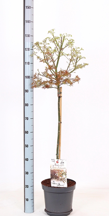 <h4>ACER PA JER SCHWARTZ</h4>