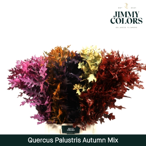 <h4>Quercus Palustris L80 Autumn Mix</h4>