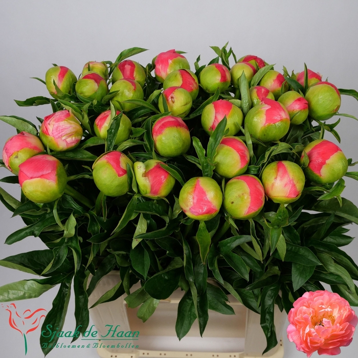 <h4>PAEO CORAL SUNSET</h4>