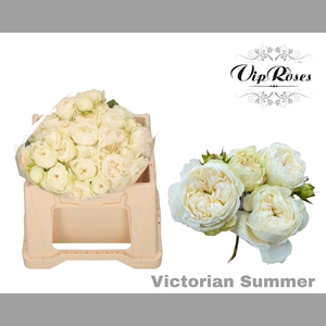 R TR VICTORIAN SUMMER