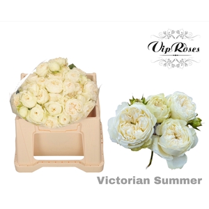 R TR VICTORIAN SUMMER