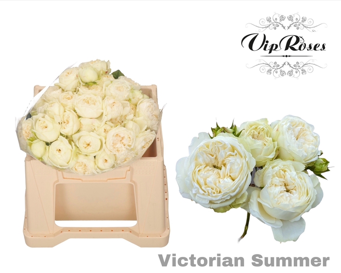 <h4>R TR VICTORIAN SUMMER</h4>
