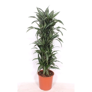 Dracaena Ulises