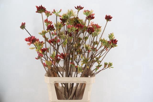 RHODO. MIXED 100CM