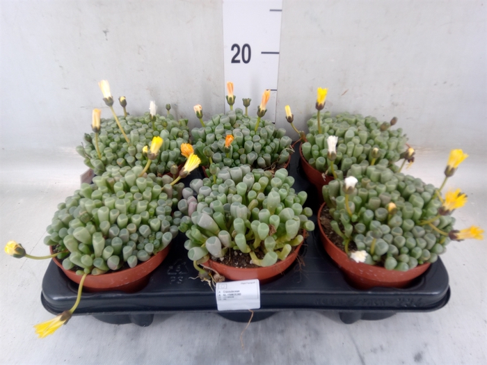 <h4>Succulents   ...</h4>