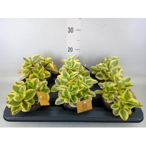 Peperomia obt. 'Obtipan Bicolor'