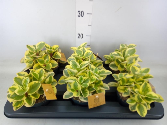 <h4>Peperomia obt. 'Obtipan Bicolor'</h4>