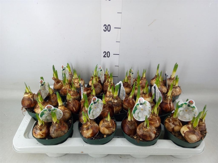 <h4>Narcissus   ...</h4>