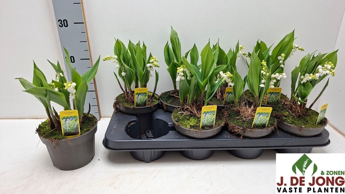 <h4>CONVALLARIA MAJALIS</h4>