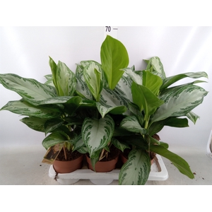 Aglaonema  'Silver Bay'