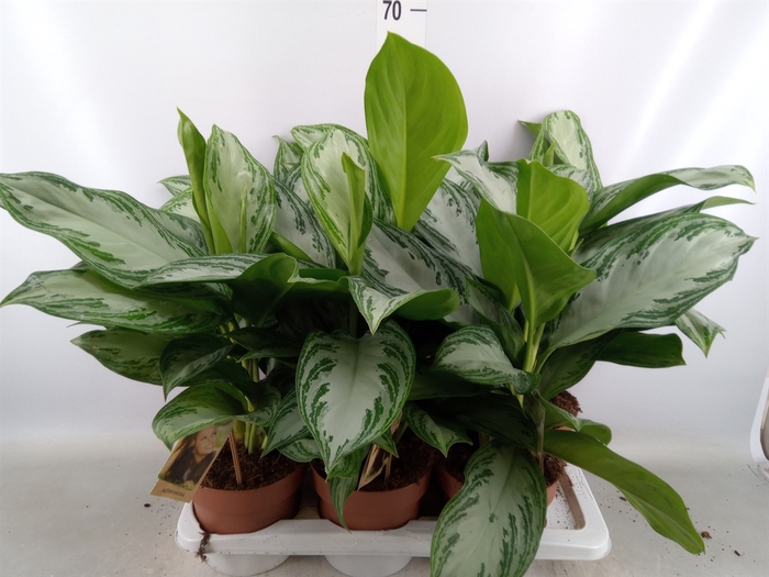 <h4>Aglaonema  'Silver Bay'</h4>