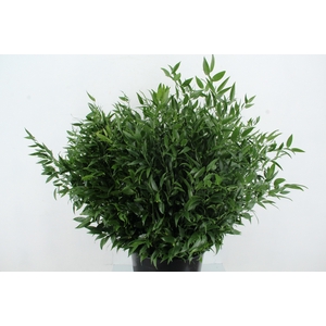 RUSCUS DANAE RACEMOSA 200GR
