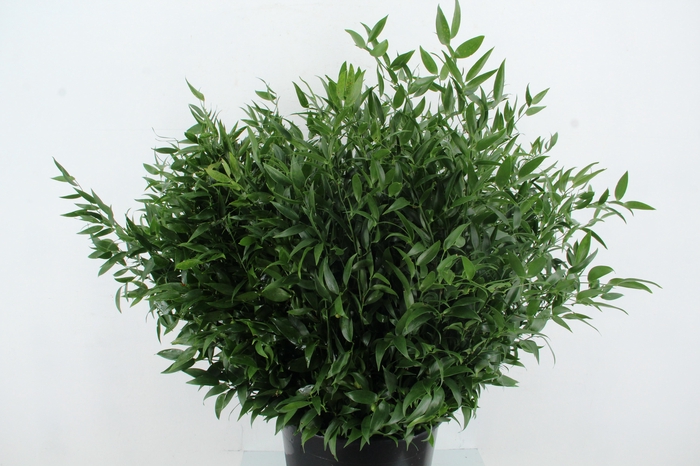<h4>RUSCUS DANAE RACEMOSA 200GR</h4>