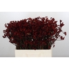 Anigozanthos Bush Ruby
