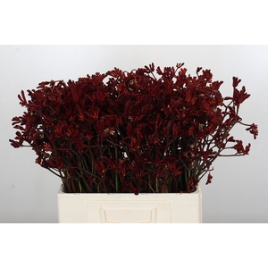 Anigozanthos Bush Ruby