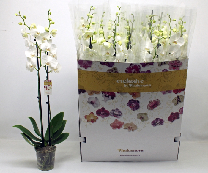 <h4>PHAL F PURE SILK</h4>