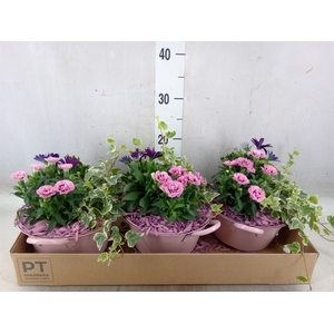 Arr.   Perkplanten L%